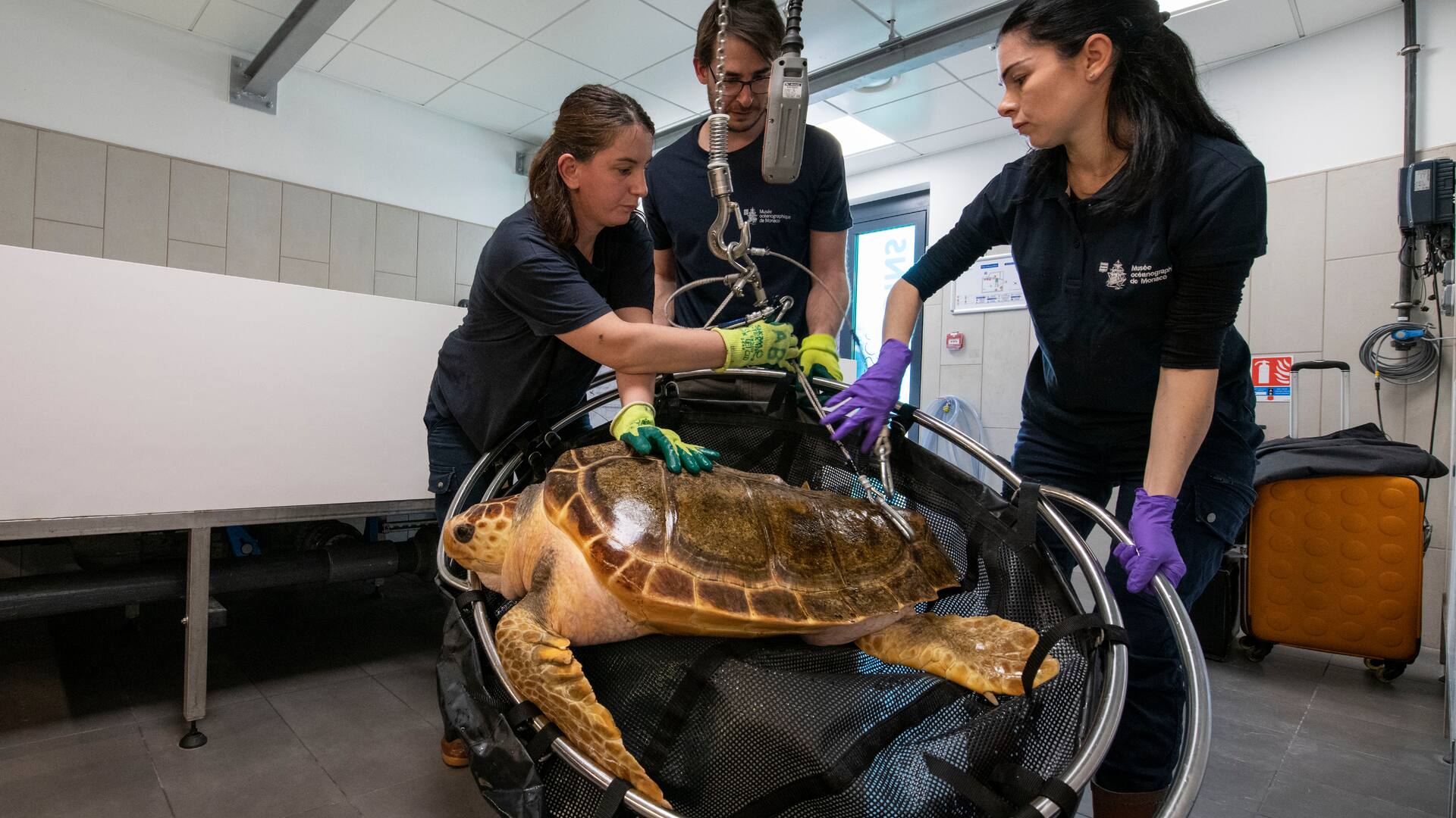 Institut Océanographique Monaco Centre de soin tortues